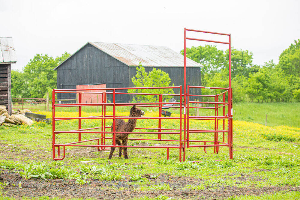 livestock corral panel.jpg